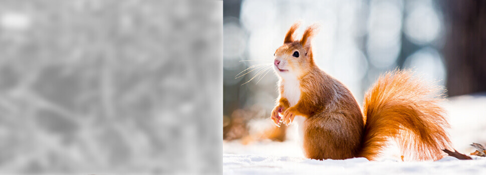 Eichhörnchen im Winter.