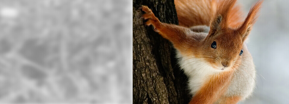 Eichhörnchen am Baum im Winter.