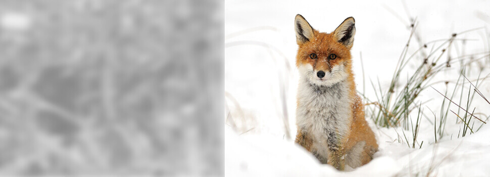 Sitzender Fuchs im Winter.