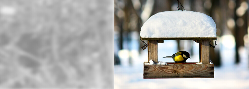 Meisenkasten im Winter.