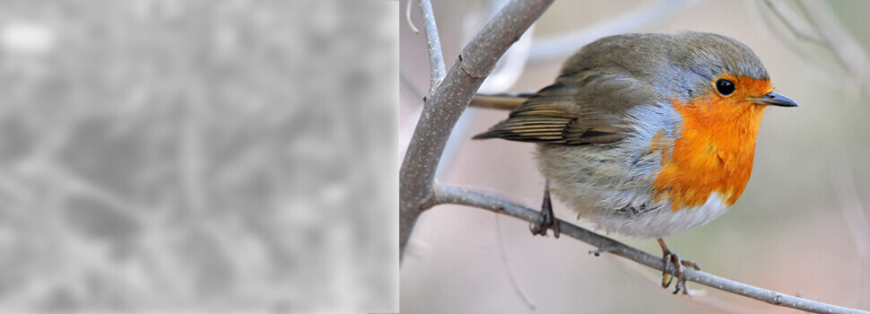 Rotkehlchen im Winter.