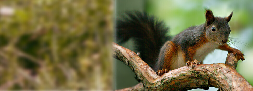 Eichhörnchen im Herbst.