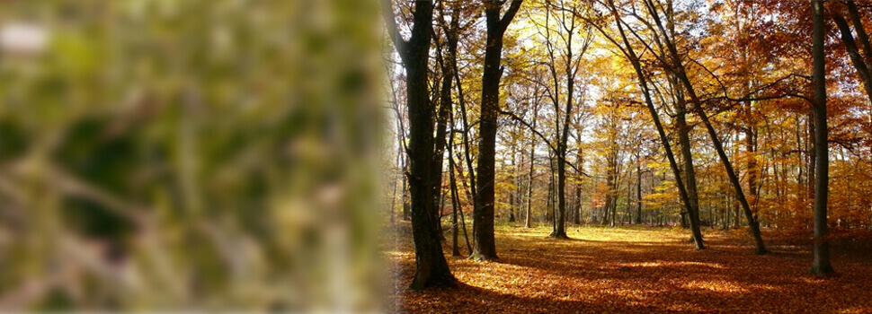 Wald im Herbst.