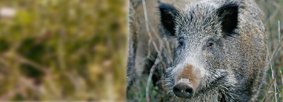 Wildschwein im Herbst.