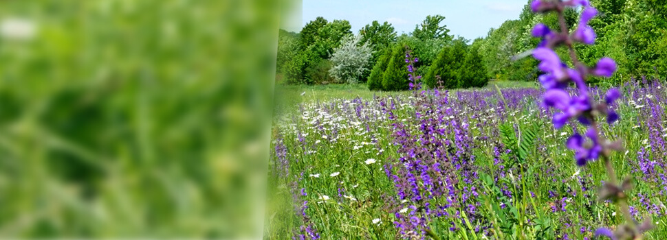 header-fruehling-blumenwiese_nologo