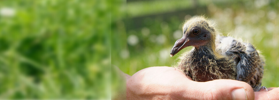 Kleine Ente auf der Hand.